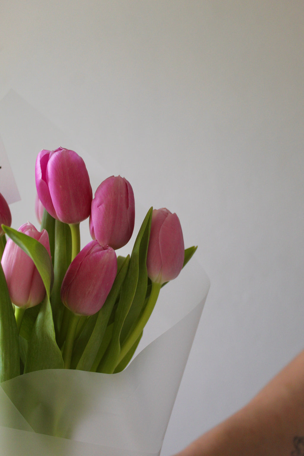 Tulipanes Rosados