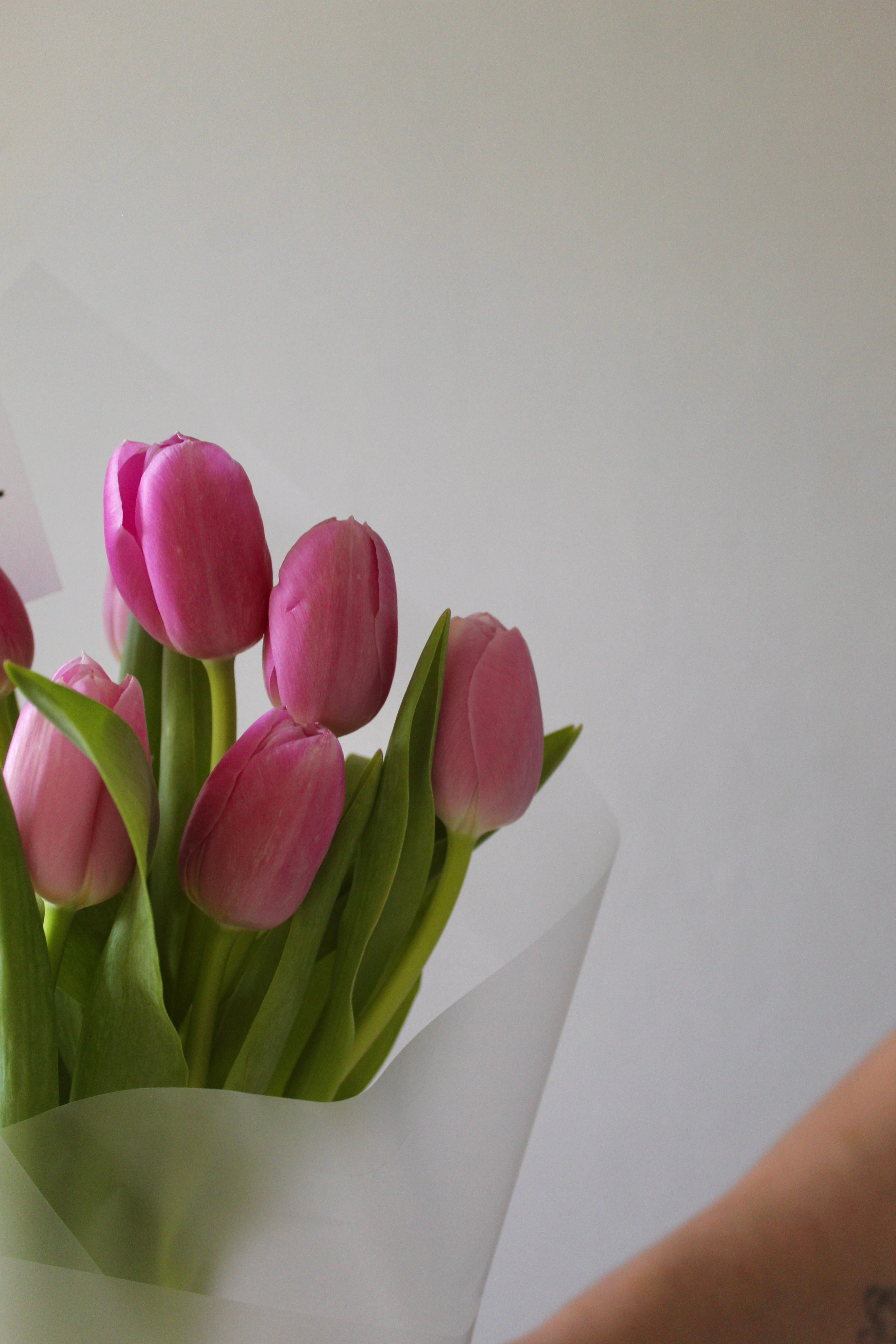 Vibrant Tulips